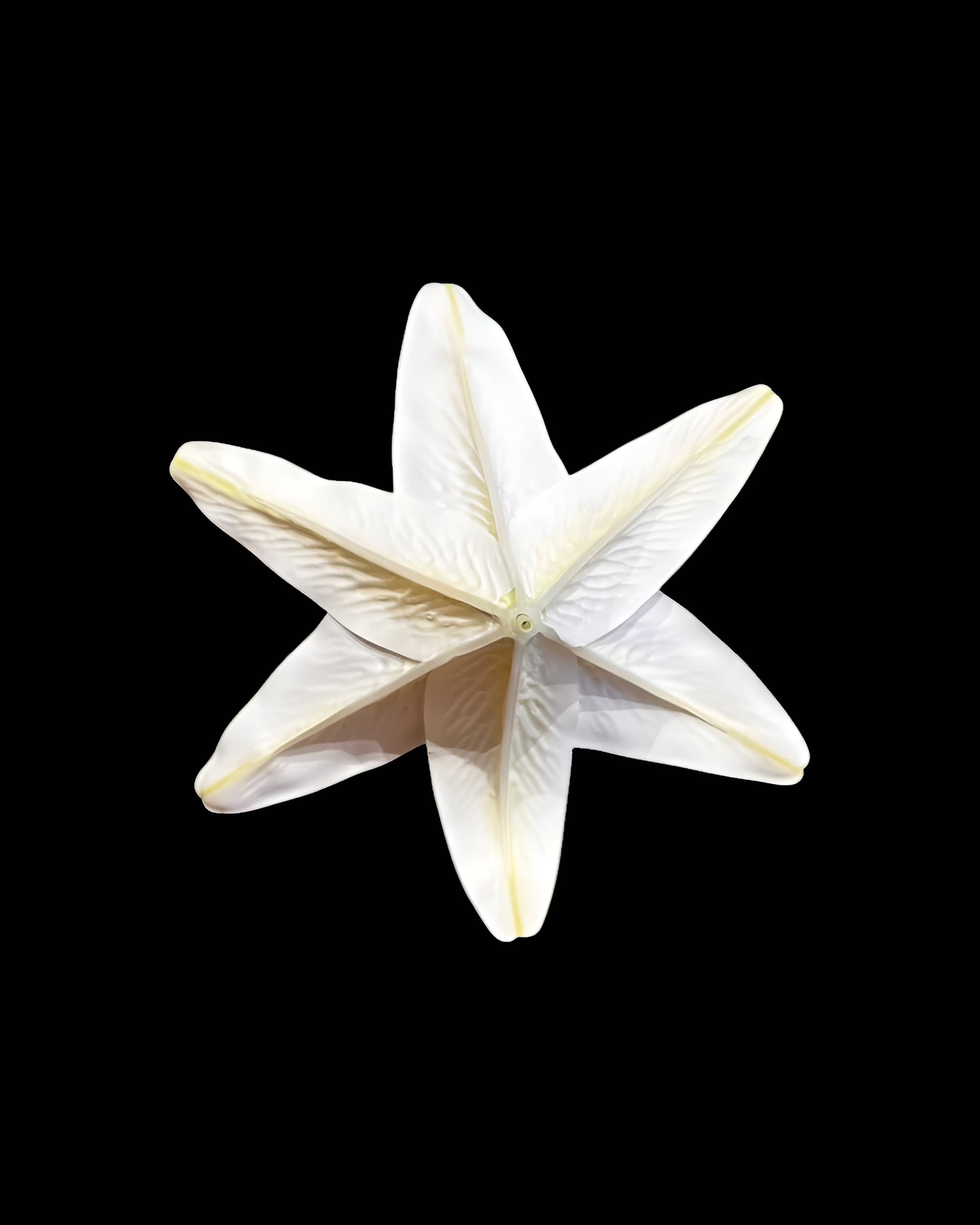 20CM DEV BOY LİLYUM ZAMBAK (SADE BAŞ) 1