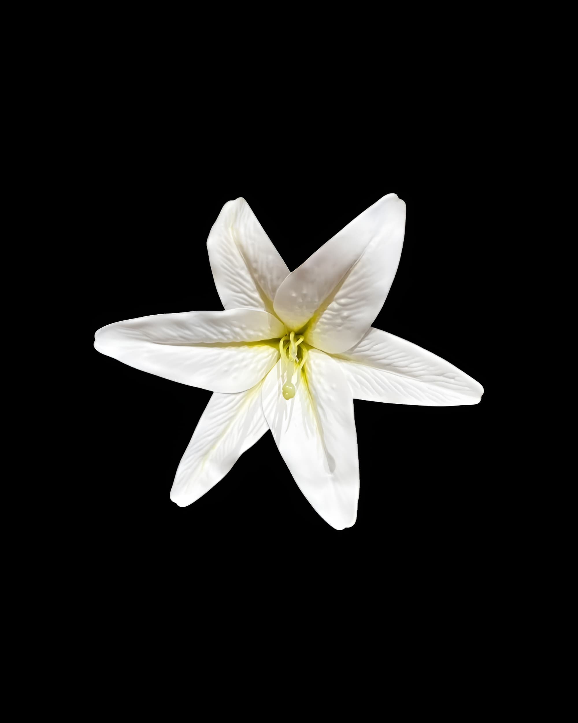 20CM DEV BOY LİLYUM ZAMBAK (SADE BAŞ) 0