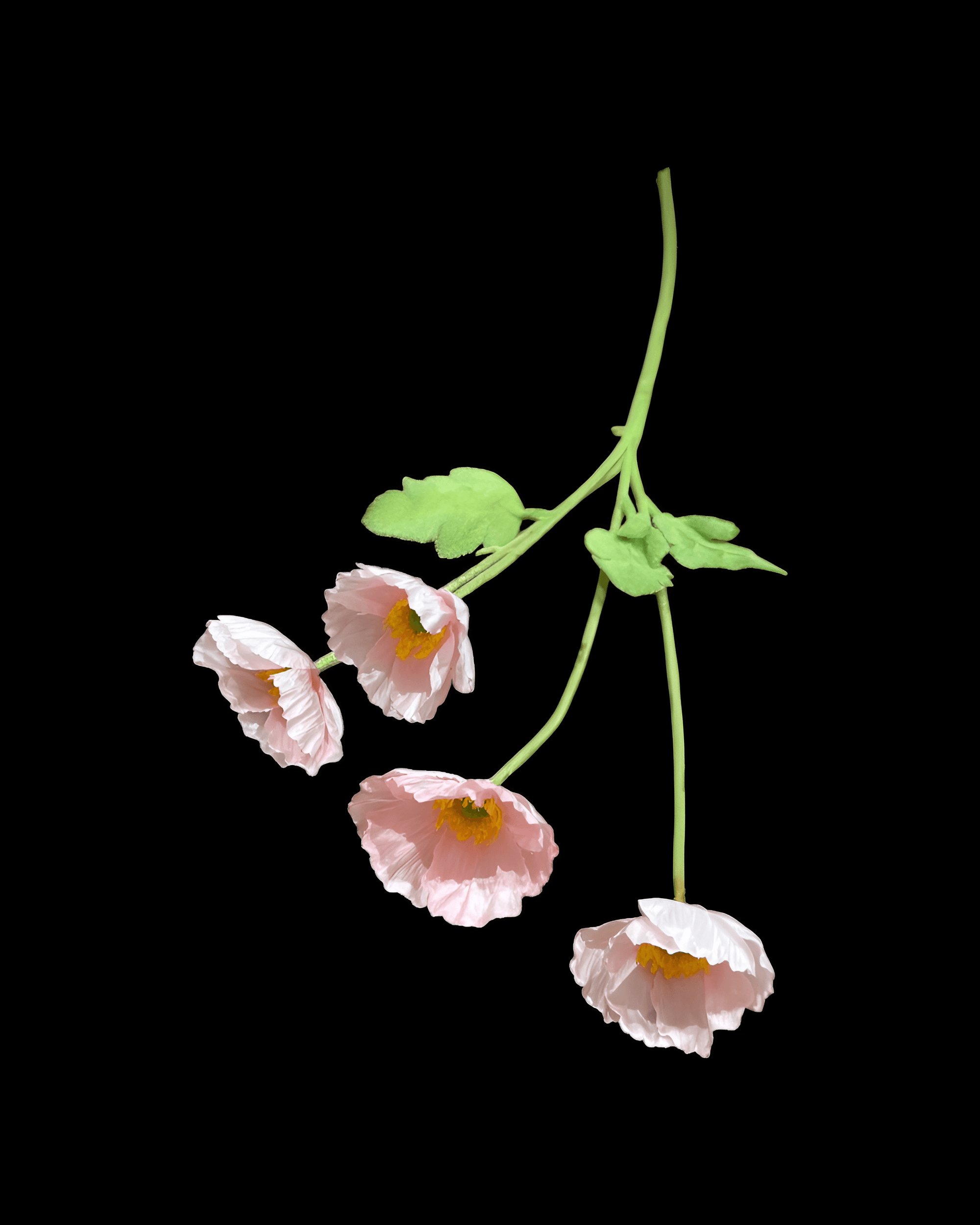 GELİNCİK ÇİÇEĞİ 4 BAŞLI 2