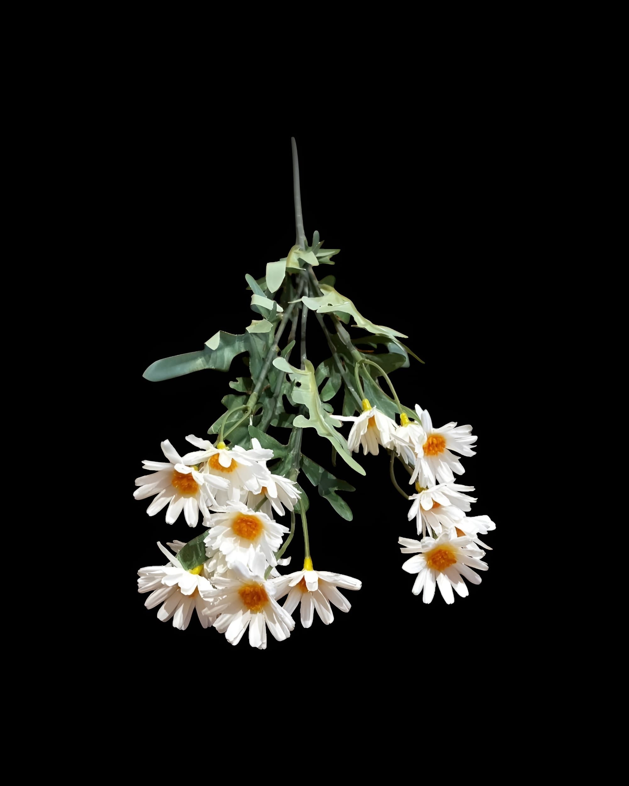 5 DALLI UZUN PAPATYA 55 CM - 3