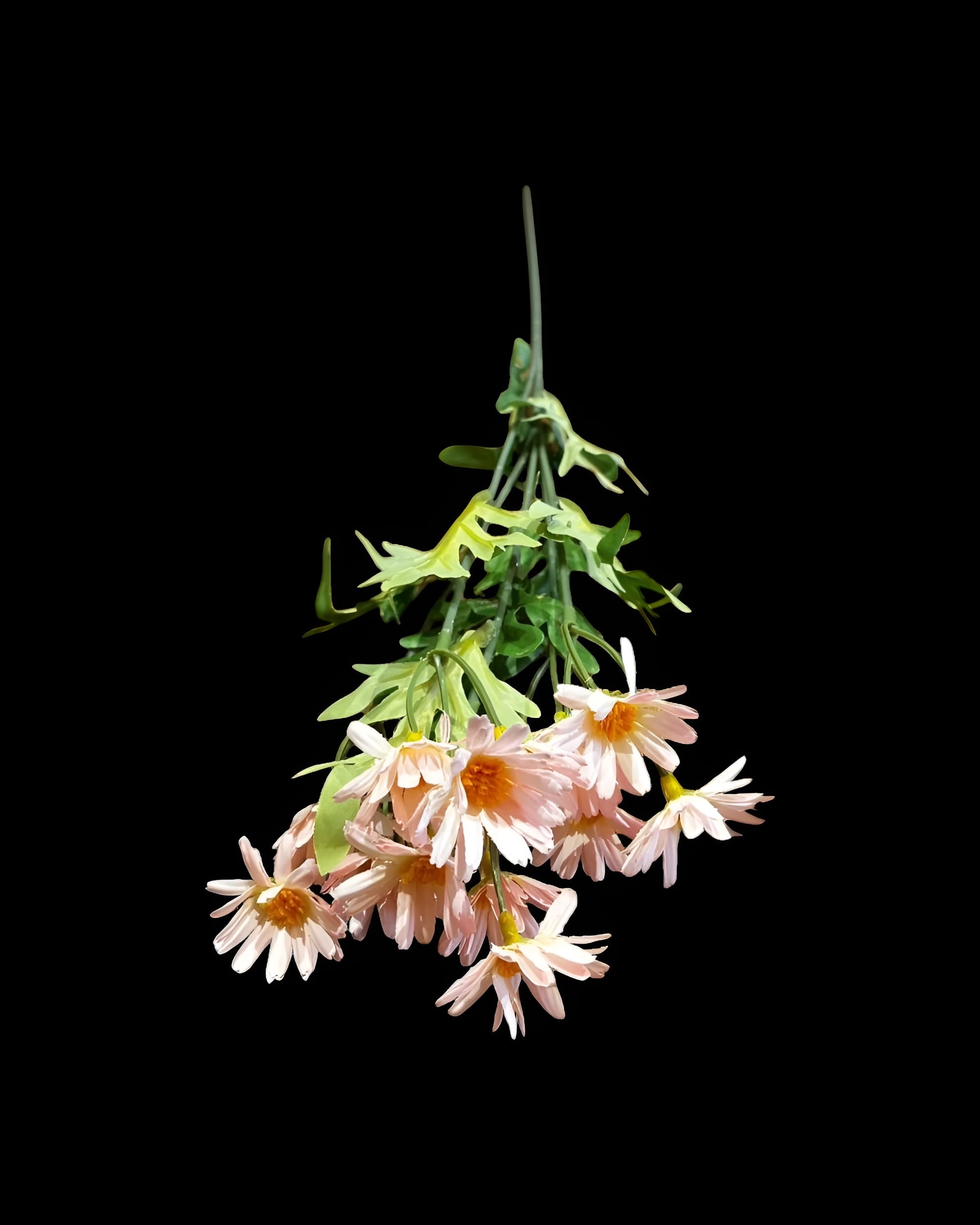 5 DALLI UZUN PAPATYA 55 CM 1