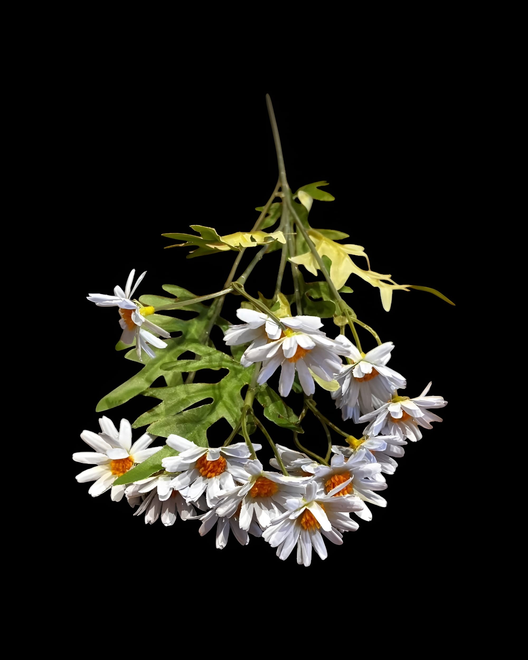 5 DALLI UZUN PAPATYA 55 CM 4