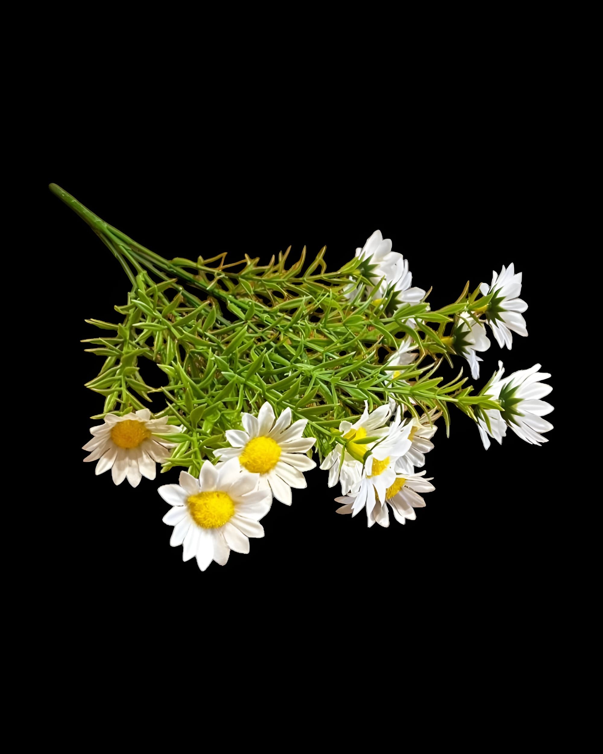 15 BAŞLI İĞNE YAPRAKLI KIR PAPATYASI 35 CM - 1