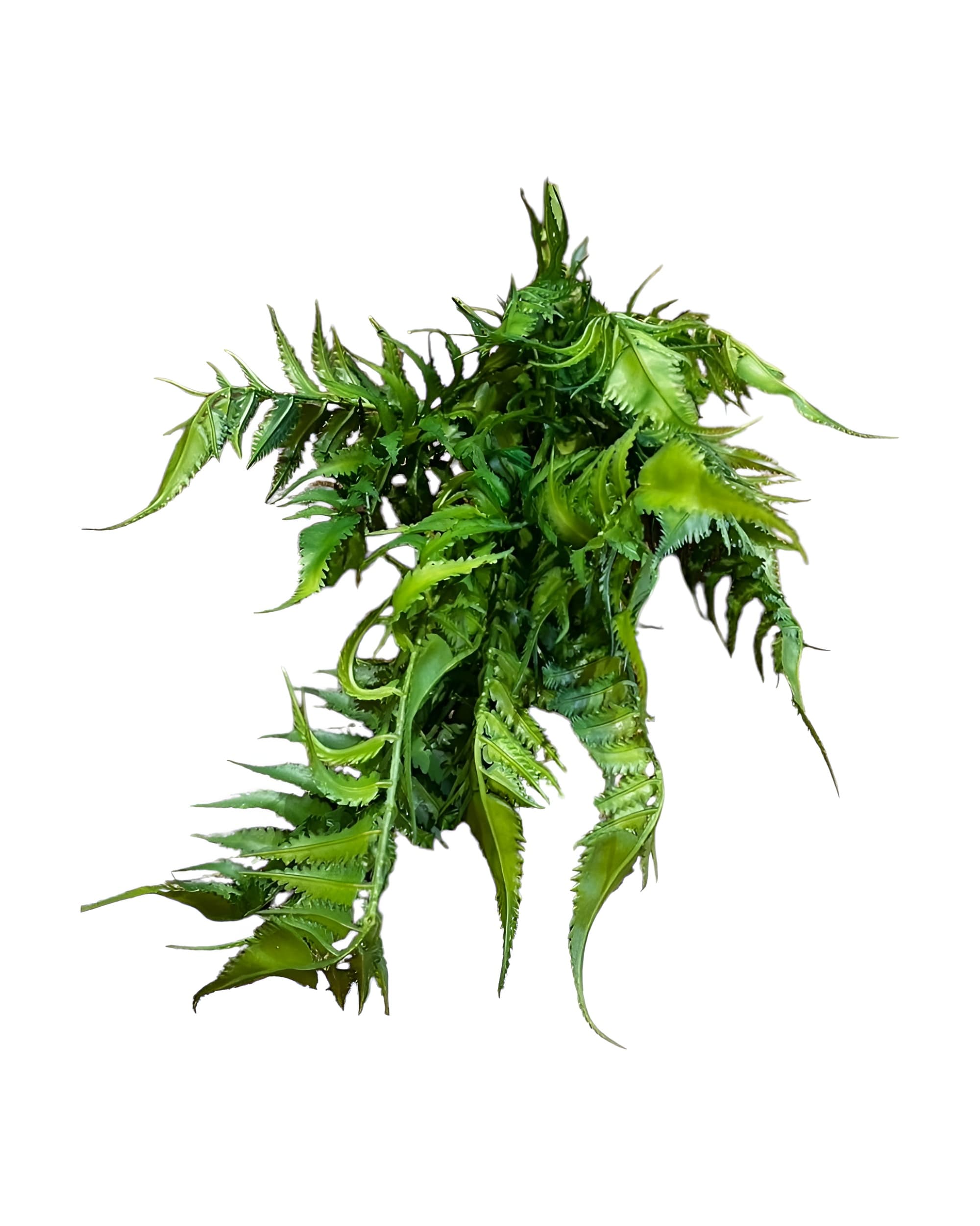 ISLAK DOKULU YAPAY AŞK MERDİVENİ 18 DALLI 50CM 0