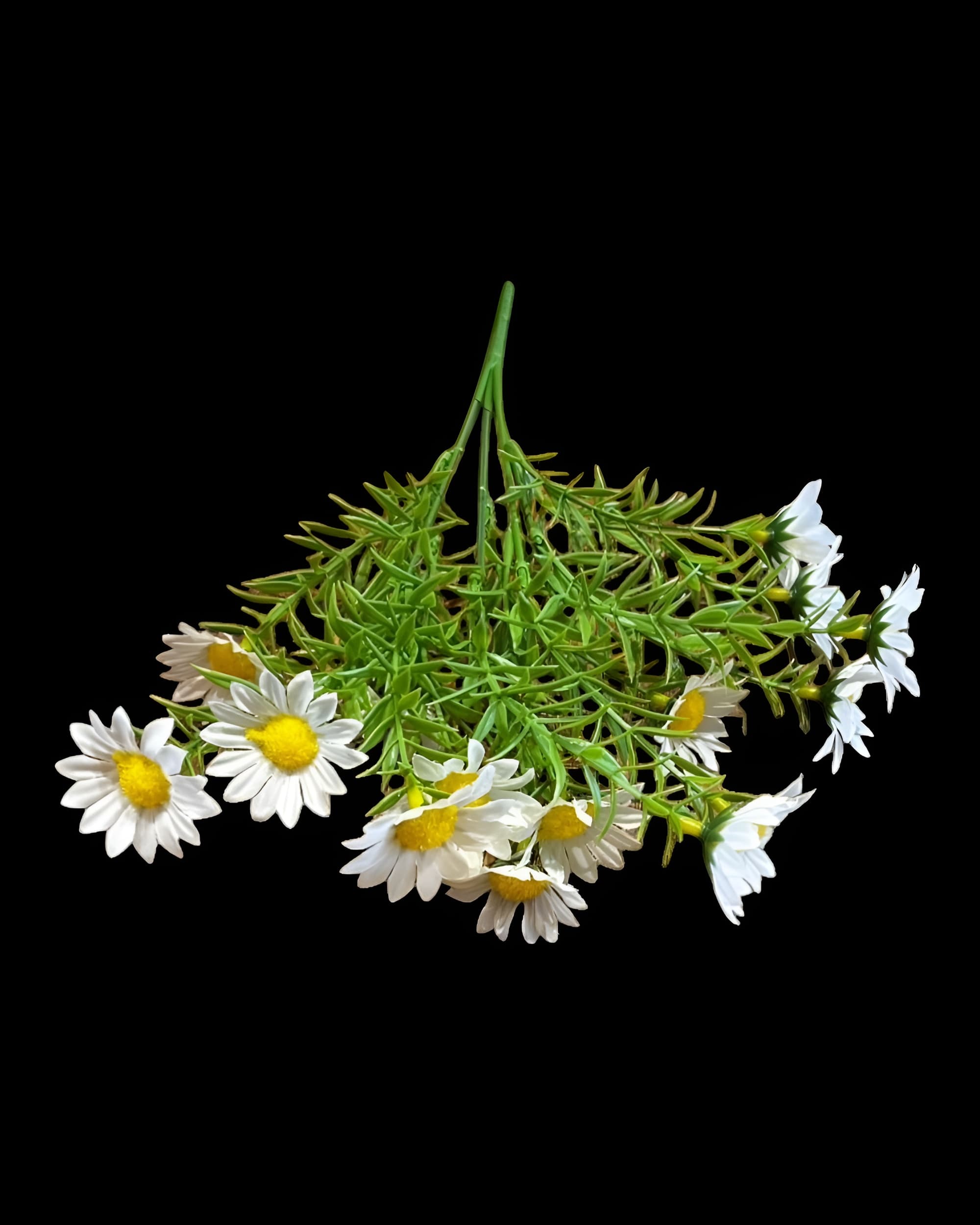 15 BAŞLI İĞNE YAPRAKLI KIR PAPATYASI 35 CM 1