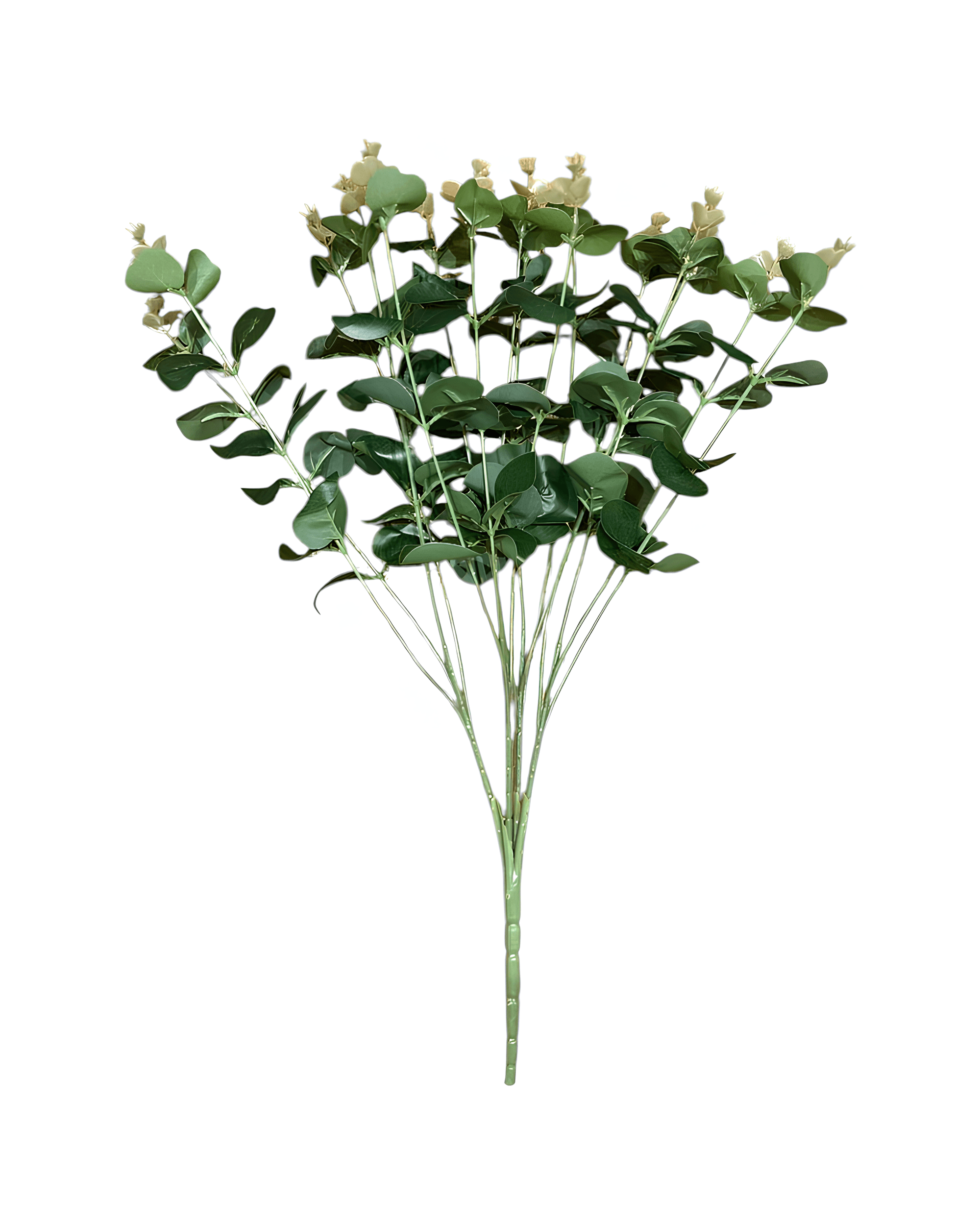 16 DALLI OKALİPTUS - 1