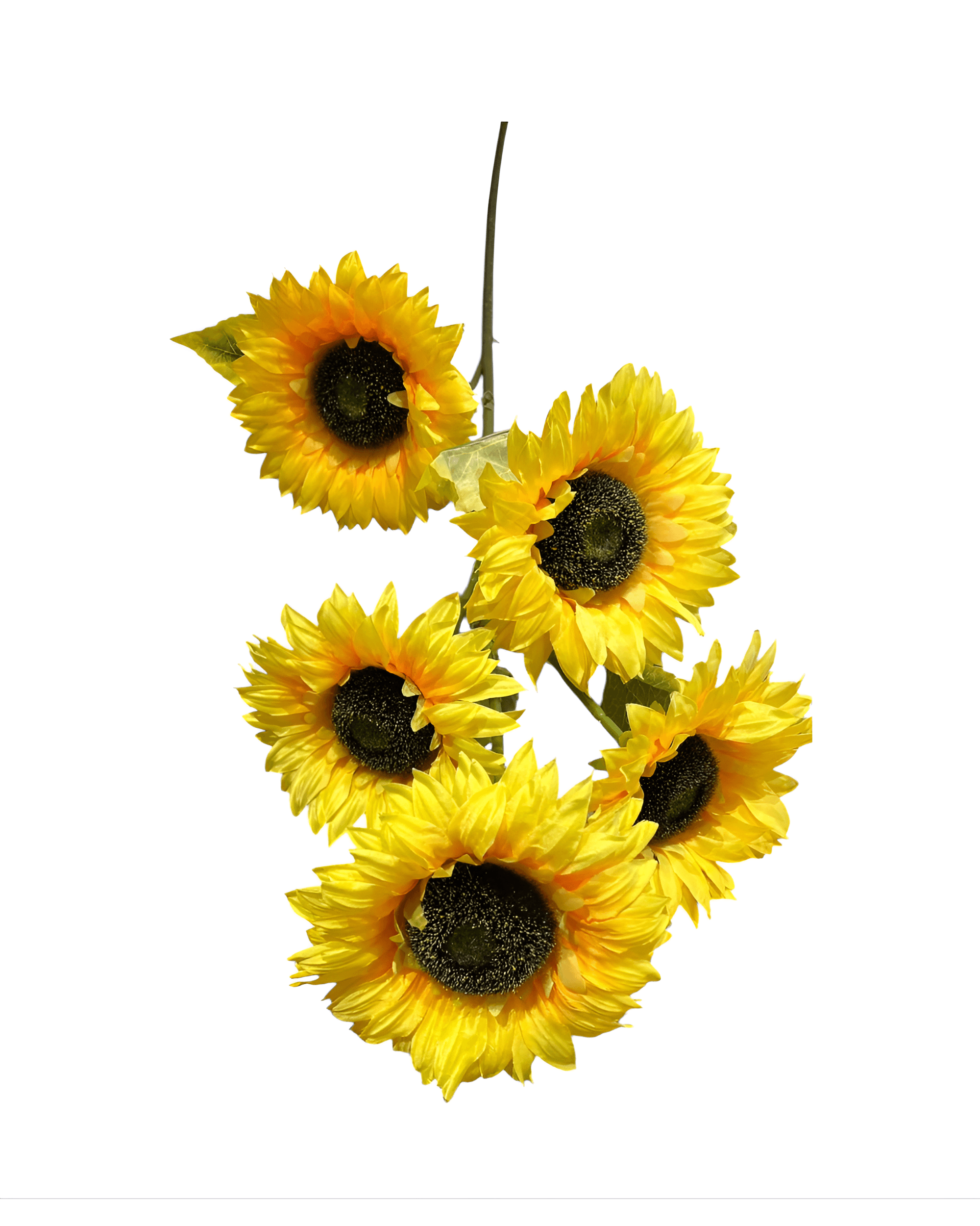 5 KAFA 1 METRE AY ÇİÇEĞİ - 2