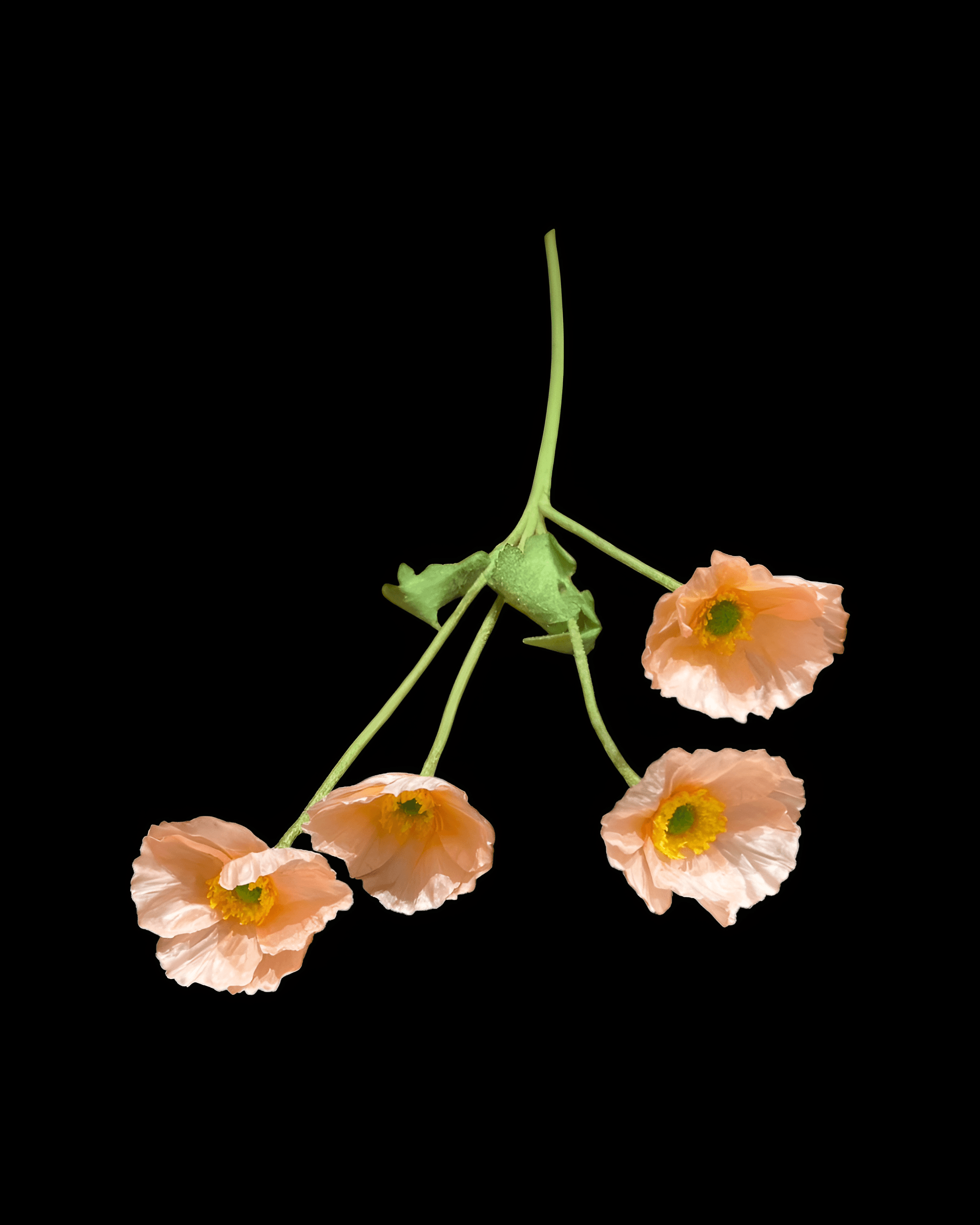 GELİNCİK ÇİÇEĞİ 4 BAŞLI 5