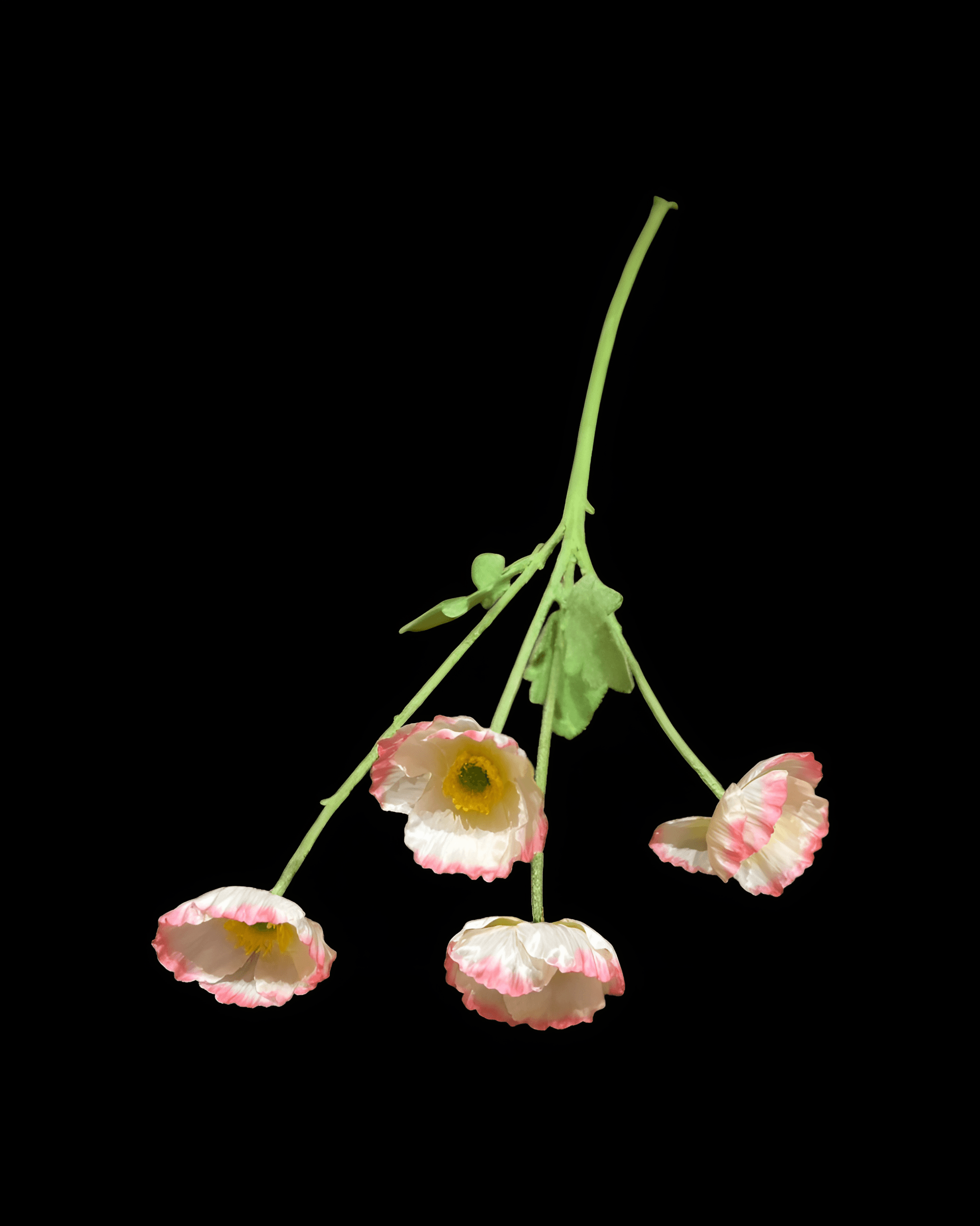 GELİNCİK ÇİÇEĞİ 4 BAŞLI 9