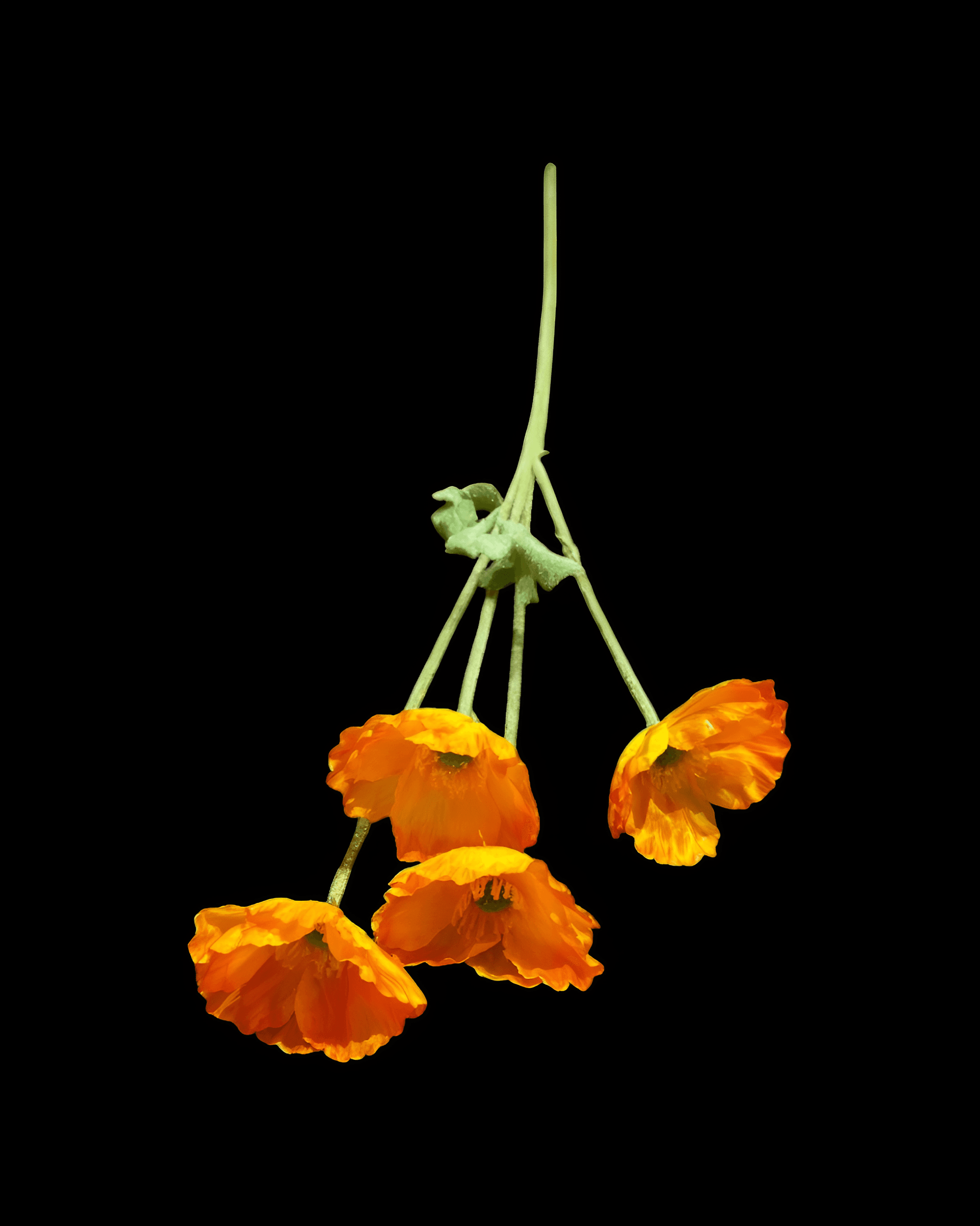 GELİNCİK ÇİÇEĞİ 4 BAŞLI 10