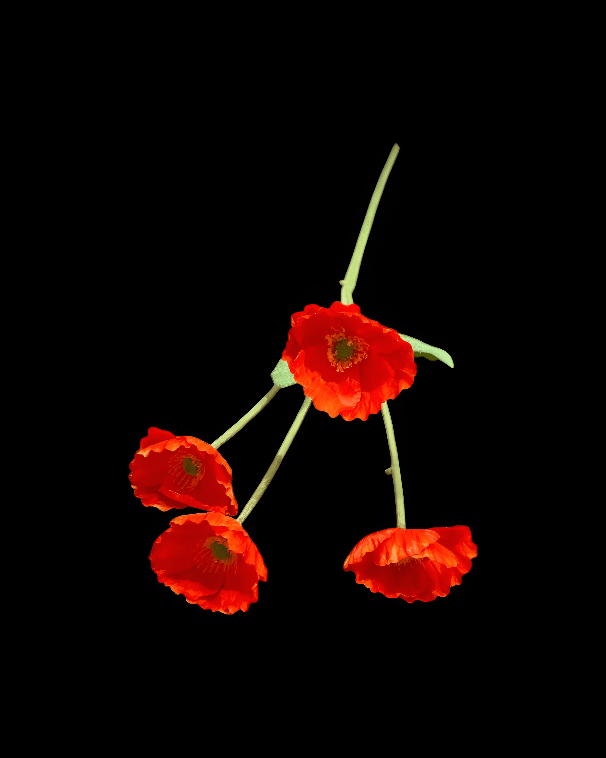 GELİNCİK ÇİÇEĞİ 4 BAŞLI 1