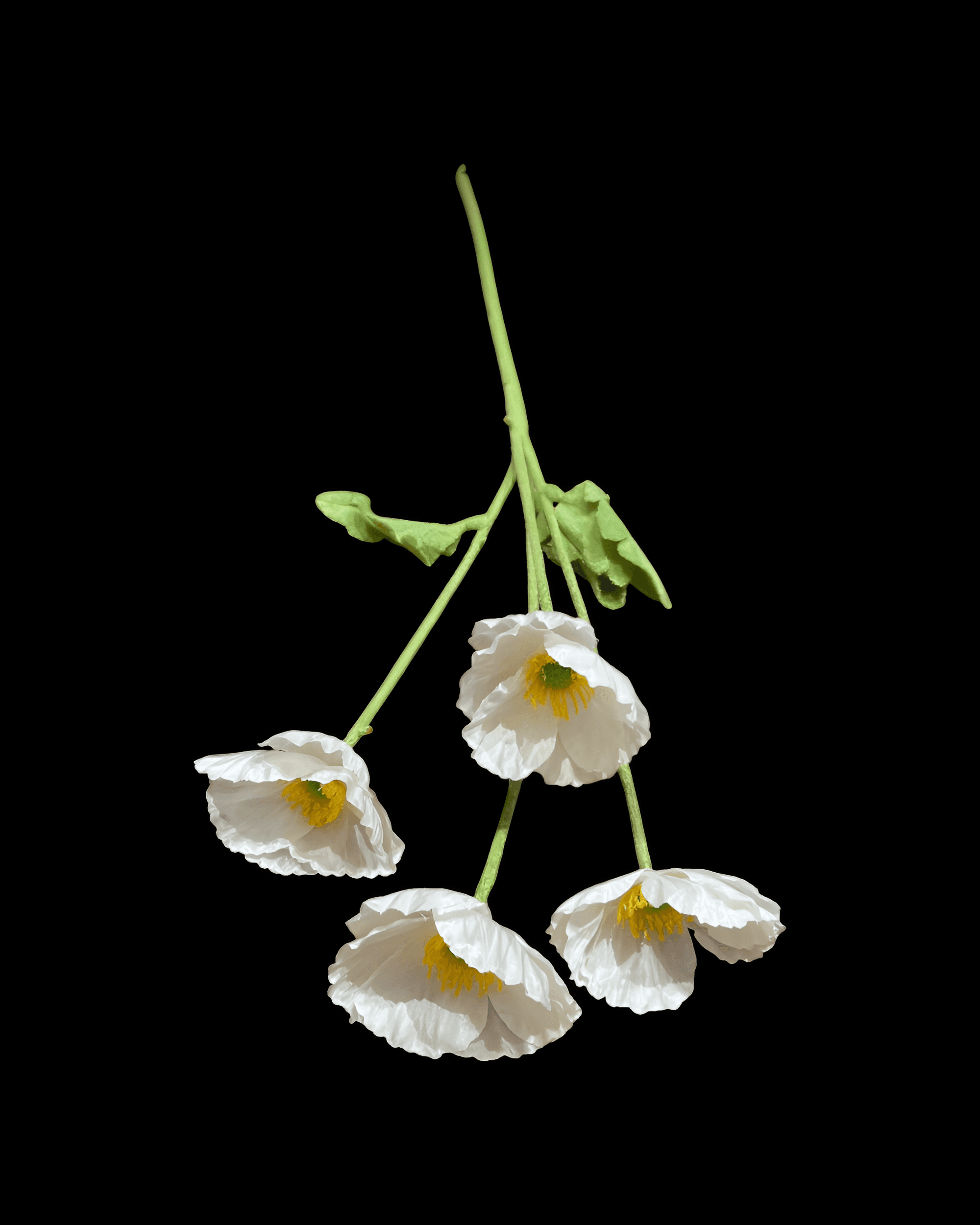 GELİNCİK ÇİÇEĞİ 4 BAŞLI 3