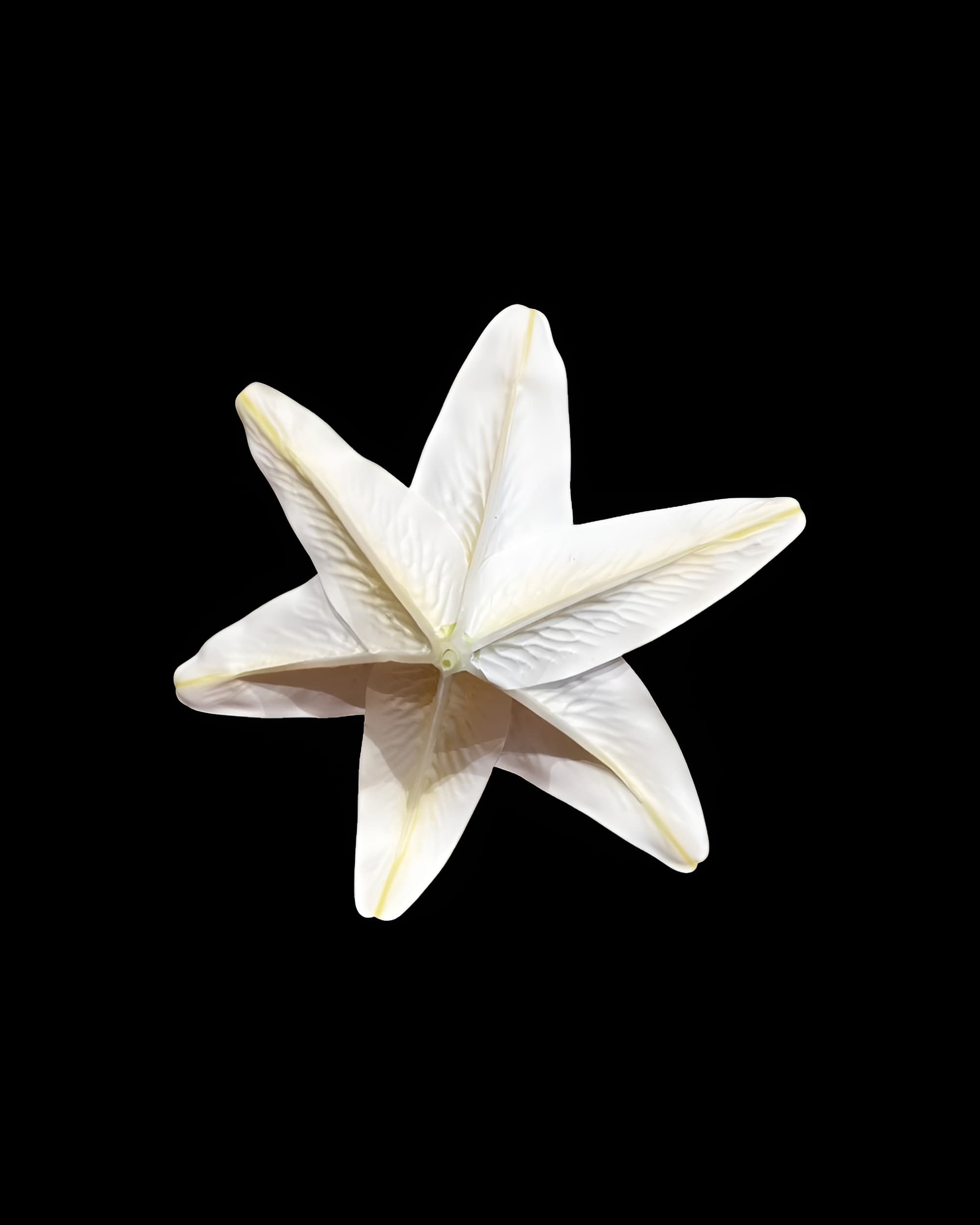 20CM DEV BOY LİLYUM ZAMBAK (SADE BAŞ) 2