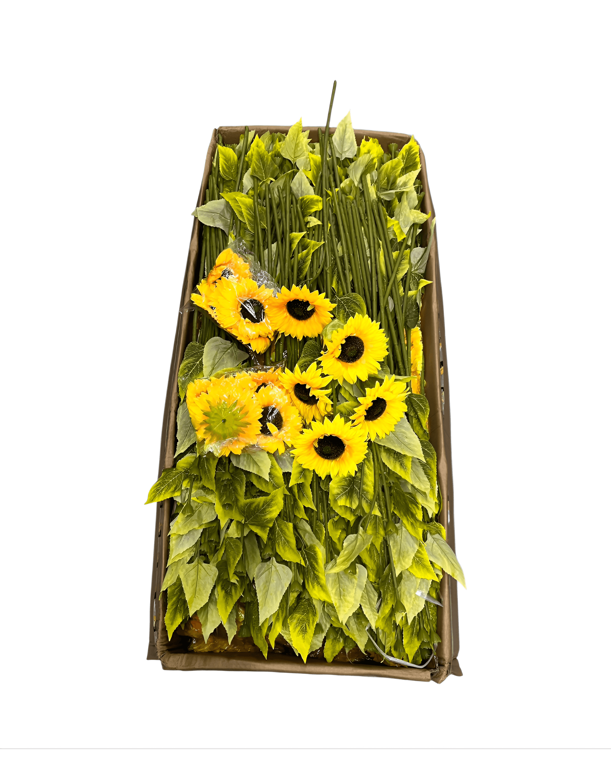 5 KAFA 1 METRE AY ÇİÇEĞİ - 5