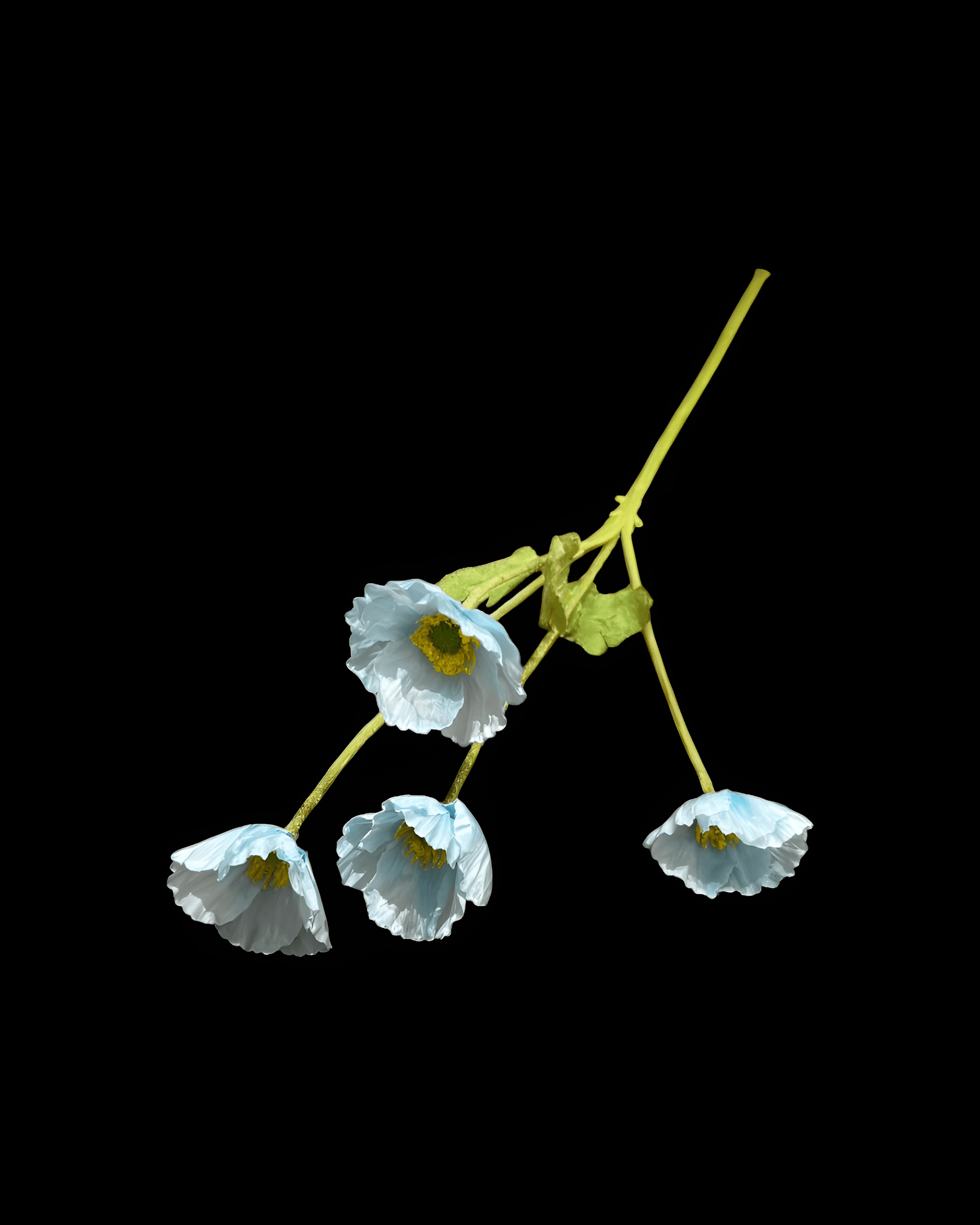 GELİNCİK ÇİÇEĞİ 4 BAŞLI 4