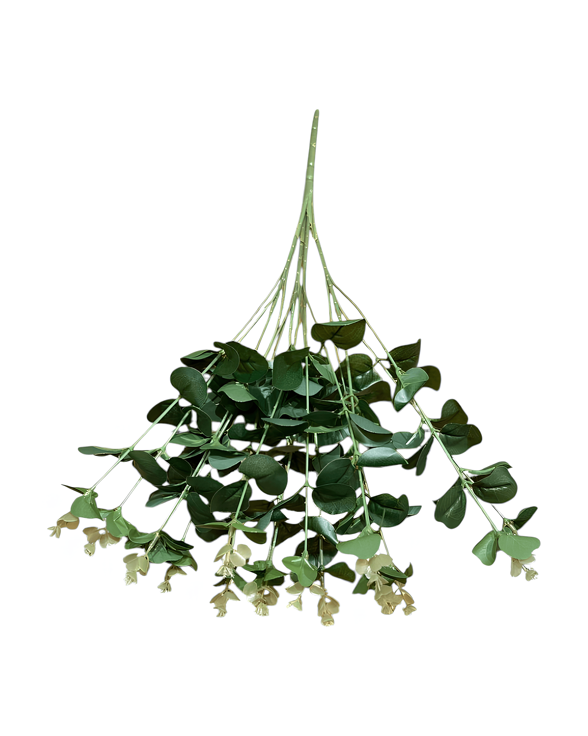 16 DALLI OKALİPTUS - 2