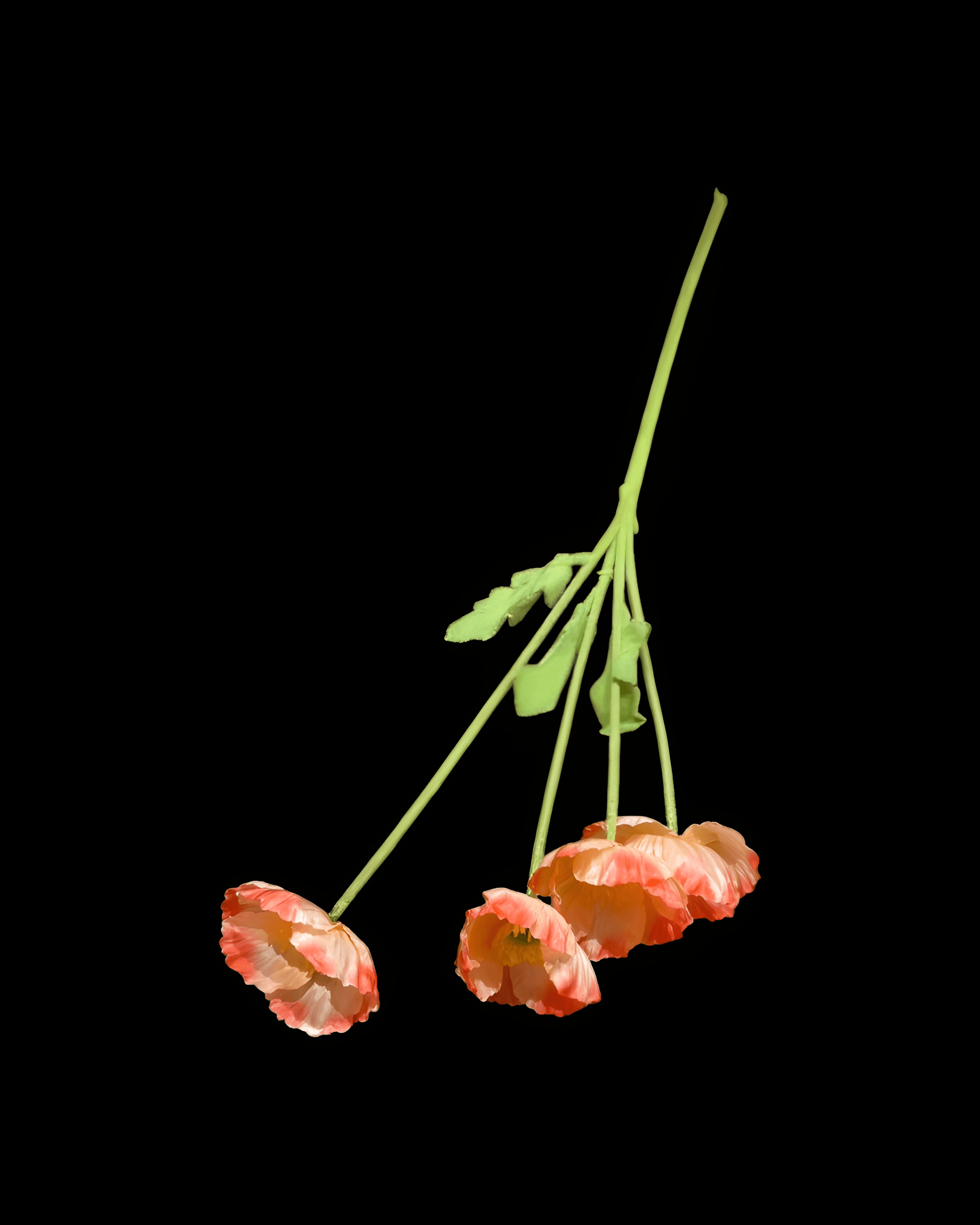 GELİNCİK ÇİÇEĞİ 4 BAŞLI 7