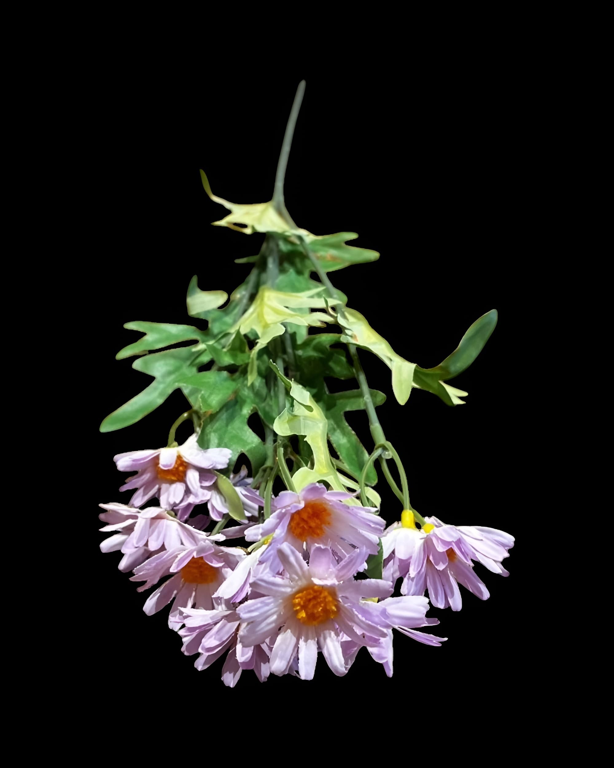 5 DALLI UZUN PAPATYA 55 CM 3